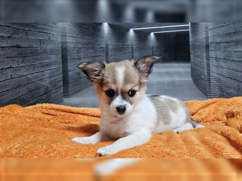 Süsse chihuahua welpen