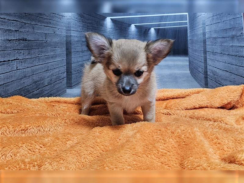 Süsse chihuahua welpen