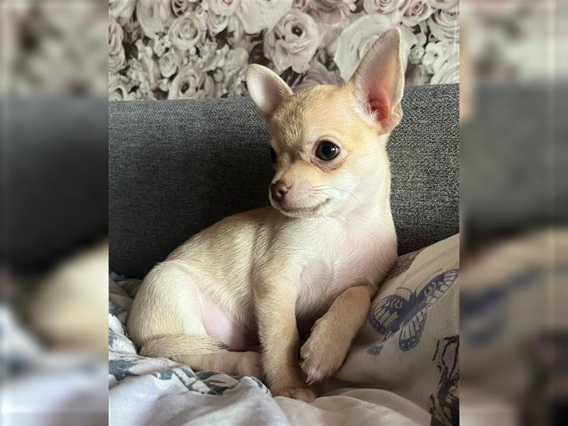 Chihuahua Welpen