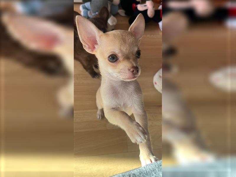 Chihuahua Welpen