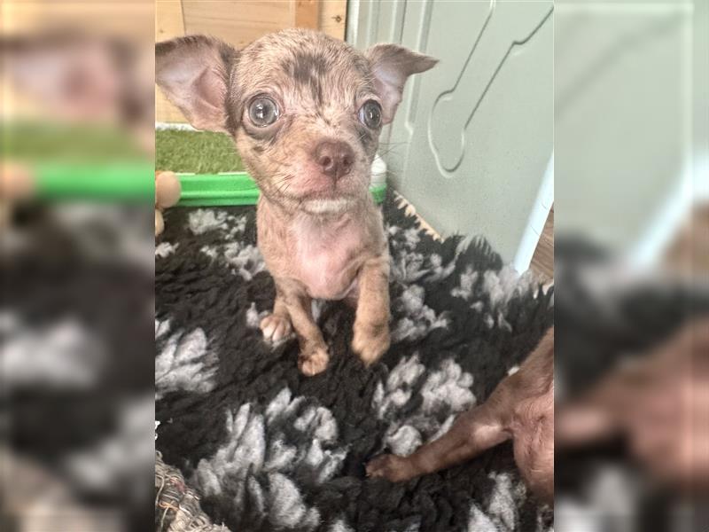 Chihuahua Welpen Prager Rattler