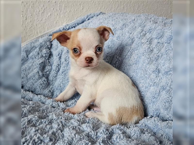 Chihuahua Welpen suchen ein Zuhause