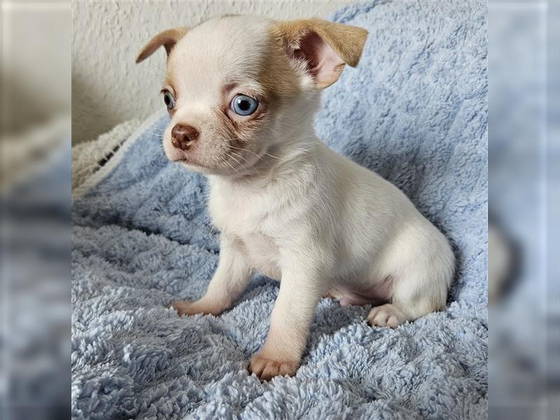 Chihuahua Welpen suchen ein Zuhause