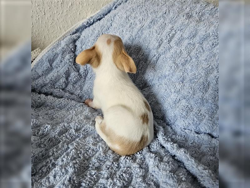 Chihuahua Welpen suchen ein Zuhause