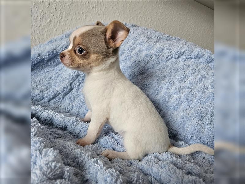 Chihuahua Welpen suchen ein Zuhause