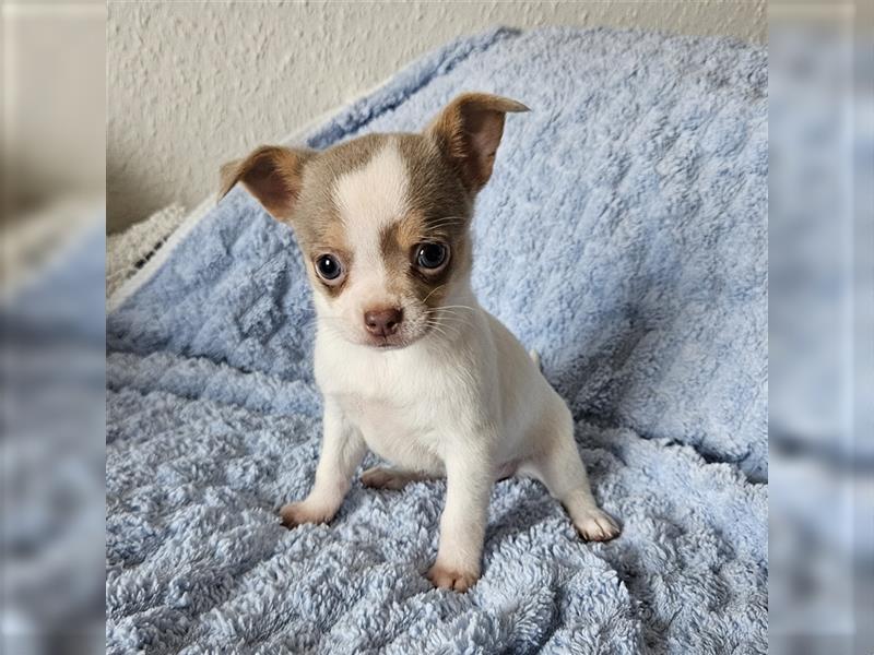 Chihuahua Welpen suchen ein Zuhause