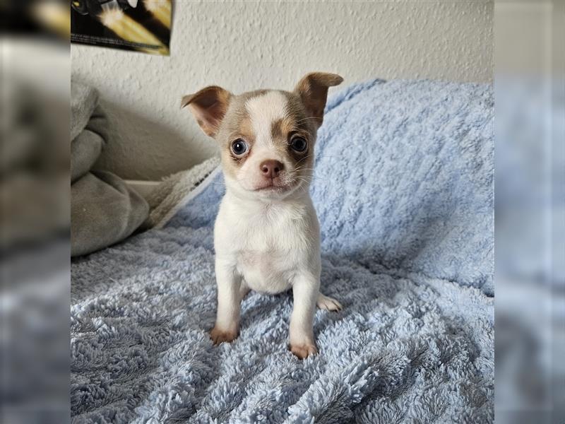 Chihuahua Welpen suchen ein Zuhause