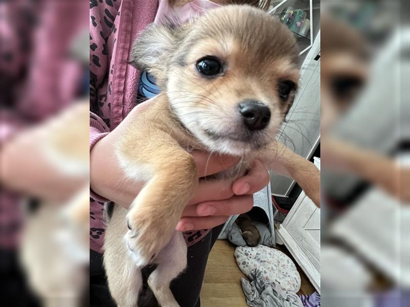 Zuckersüße Chihuahuas suchen Zuhause mit Herz