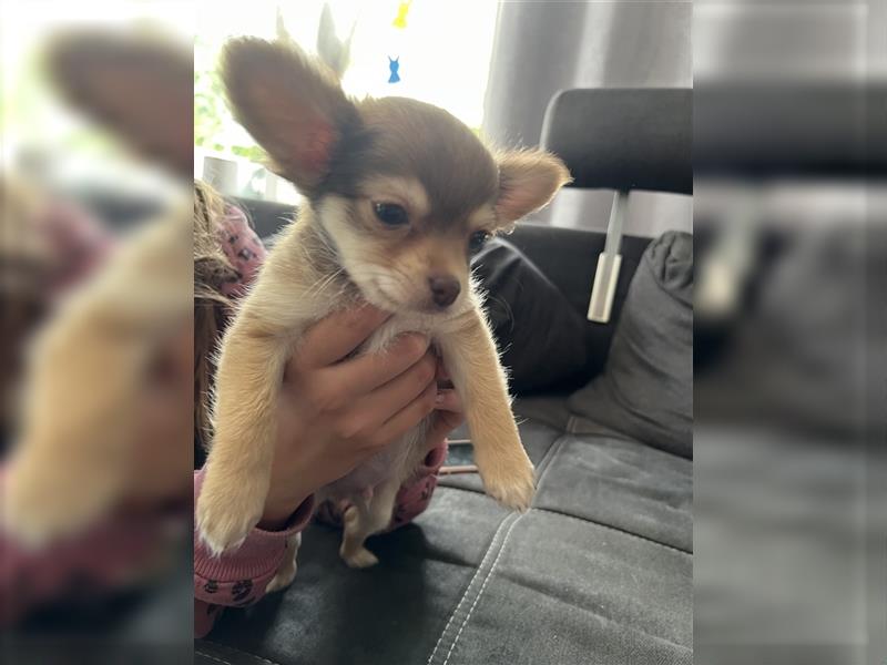 Zuckersüße Chihuahuas suchen Zuhause mit Herz