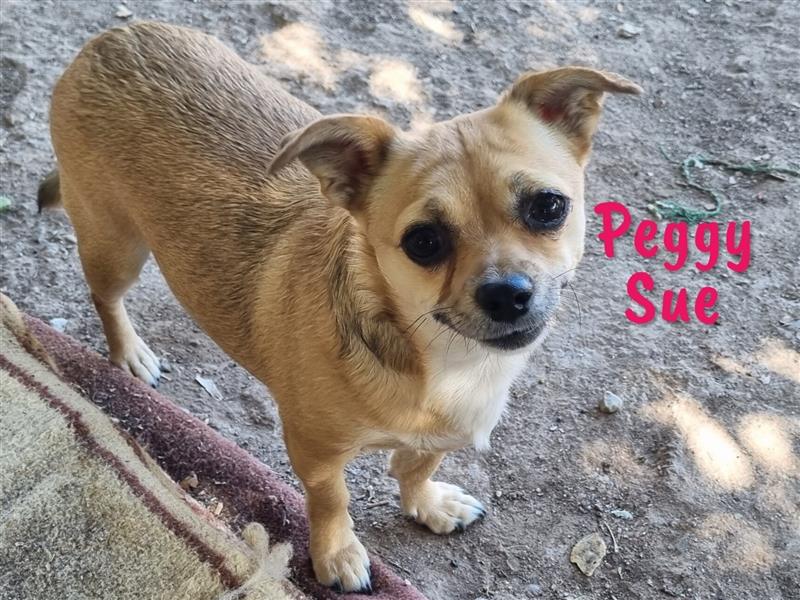 Peggy Sue 03/2021 (ESP) - verschmuste, kleine Chihuahua Mix Hündin wünscht sich ein Zuhause!