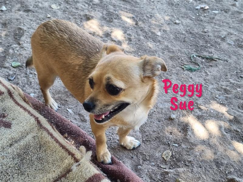 Peggy Sue 03/2021 (ESP) - verschmuste, kleine Chihuahua Mix Hündin wünscht sich ein Zuhause!