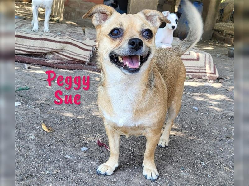 Peggy Sue 03/2021 (ESP) - verschmuste, kleine Chihuahua Mix Hündin wünscht sich ein Zuhause!