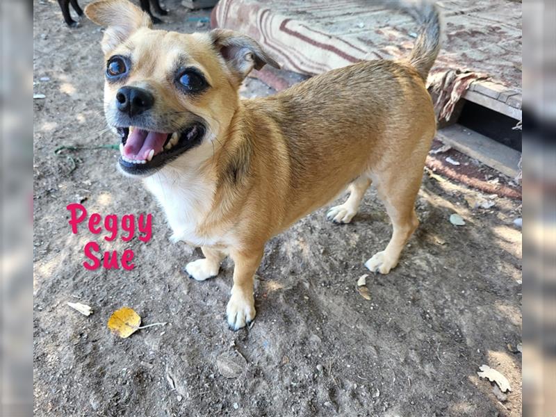 Peggy Sue 03/2021 (ESP) - verschmuste, kleine Chihuahua Mix Hündin wünscht sich ein Zuhause!