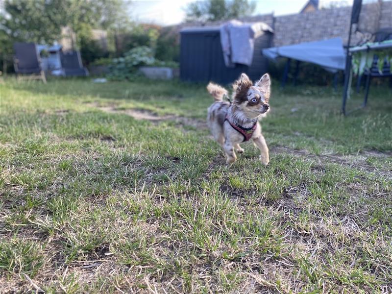 Merle Chihuahua Hündin 3 Jahre