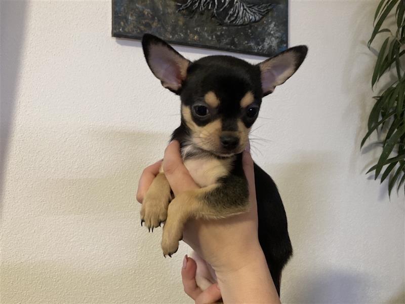 3 Monate alte Chihuahua -junge-Welpen zu verkaufen-