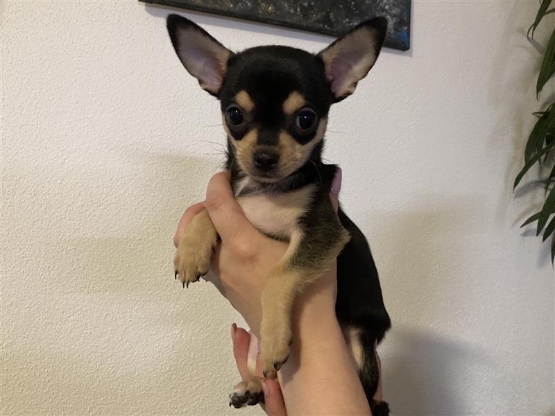 3 Monate alte Chihuahua -junge-Welpen zu verkaufen-