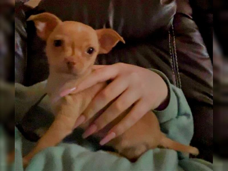 Reinrassig Chihuahua Welpe