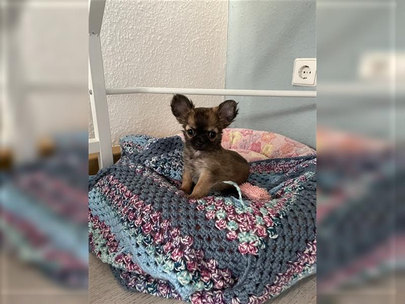 Chihuahua Welpe Hündin