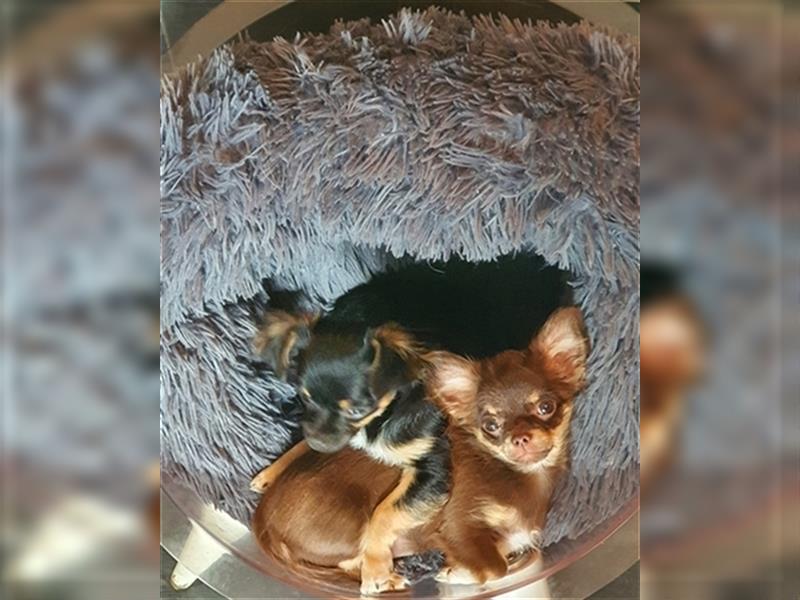 Chihuahua langhaar Welpen aus Top Aufzucht schoko und Black