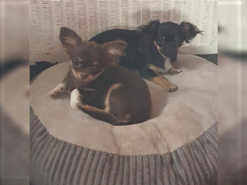 Chihuahua langhaar Welpen aus Top Aufzucht schoko und Black