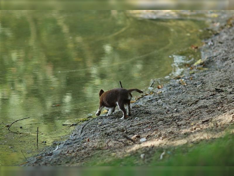 RESERVIERT - Chihuahua Mini-Mädchen von Mai 2024