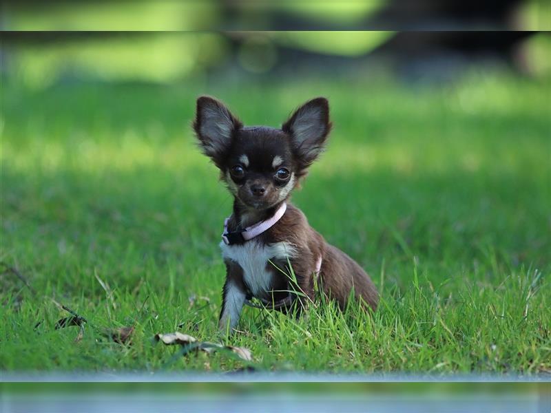 RESERVIERT - Chihuahua Mini-Mädchen von Mai 2024