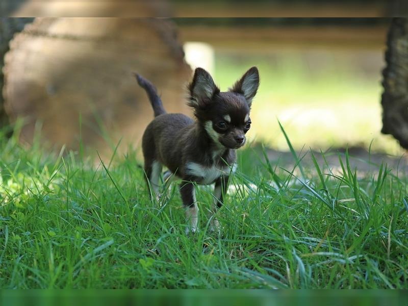 RESERVIERT - Chihuahua Mini-Mädchen von Mai 2024