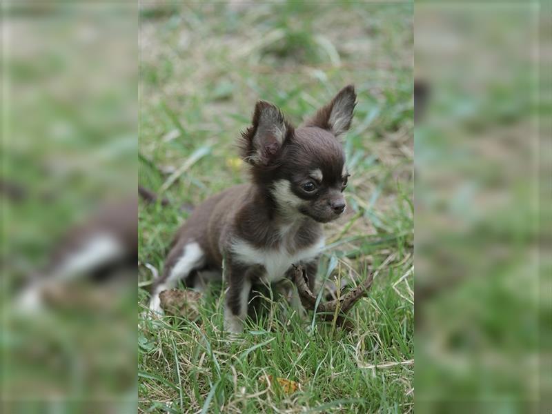 RESERVIERT - Chihuahua Mini-Mädchen von Mai 2024