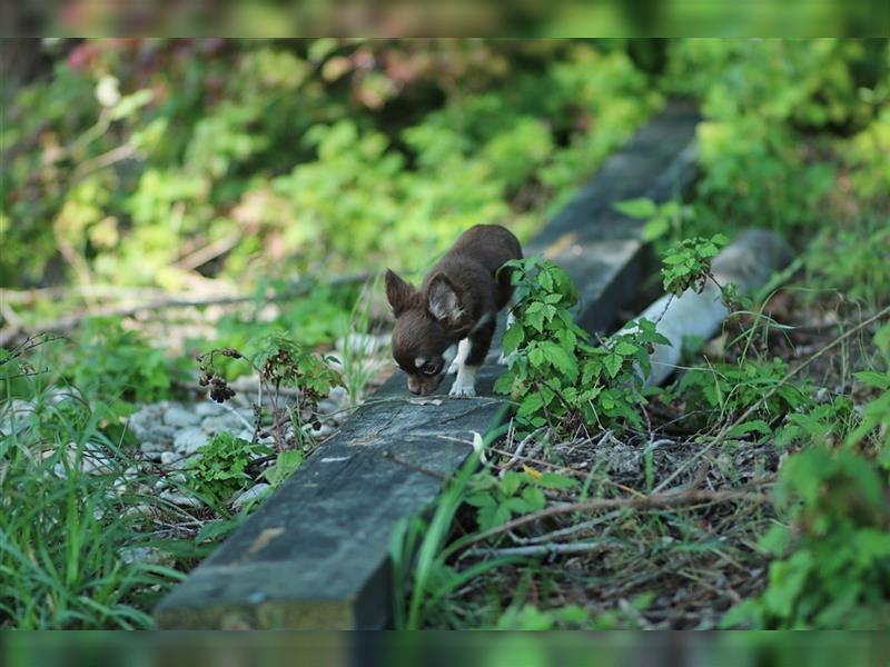 RESERVIERT - Chihuahua Mini-Mädchen von Mai 2024