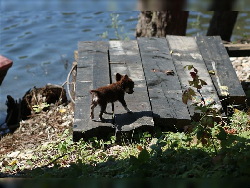 RESERVIERT - Chihuahua Mini-Mädchen von Mai 2024