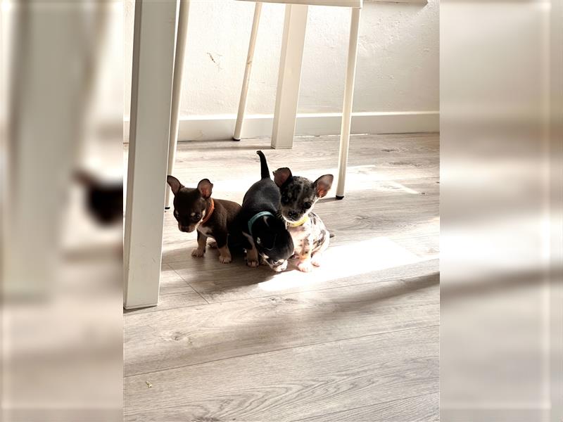 Chihuahua Welpen suchen liebevolles Zuhause