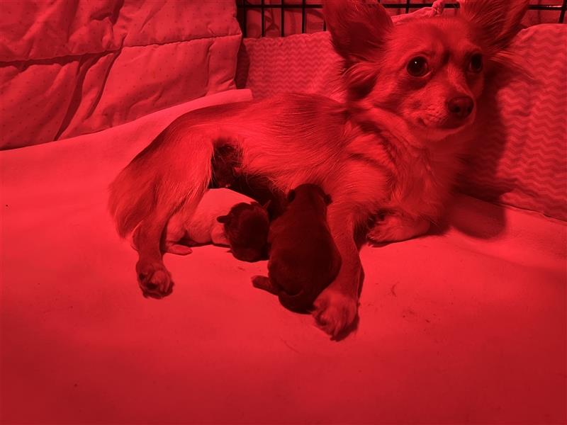 Chihuahua Bolonka Hündinnen