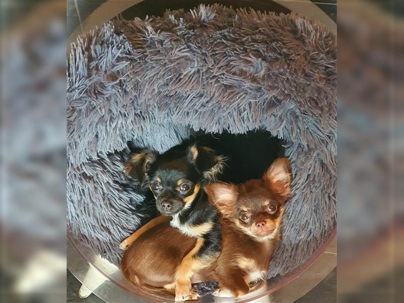 Chihuahua langhaar Welpen aus Top Aufzucht schoko und Black