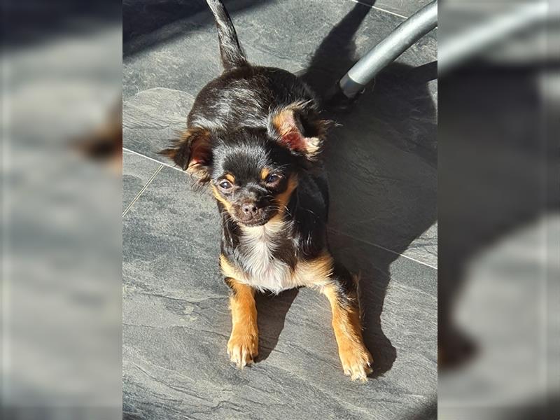 Super hübsche Black&tan langhaar Chihuahua Hündin aus bester Aufzucht