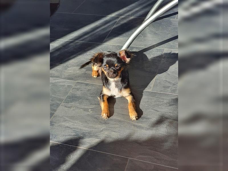 Super hübsche Black&tan langhaar Chihuahua Hündin aus bester Aufzucht