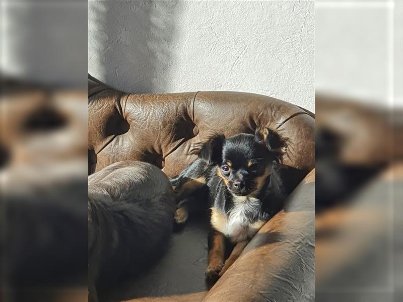 Super hübsche Black&tan langhaar Chihuahua Hündin aus bester Aufzucht