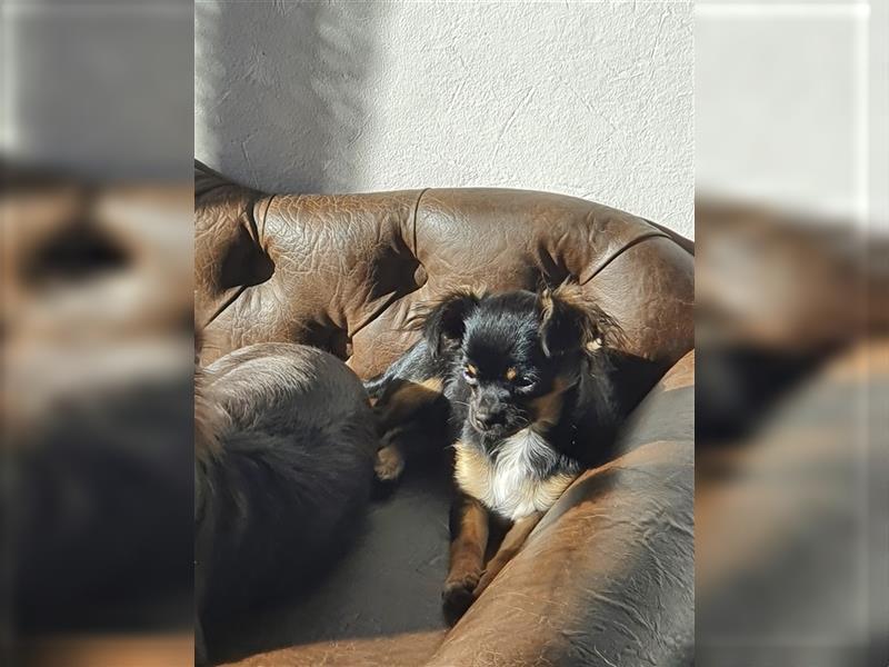 Super hübsche Black&tan langhaar Chihuahua Hündin aus bester Aufzucht