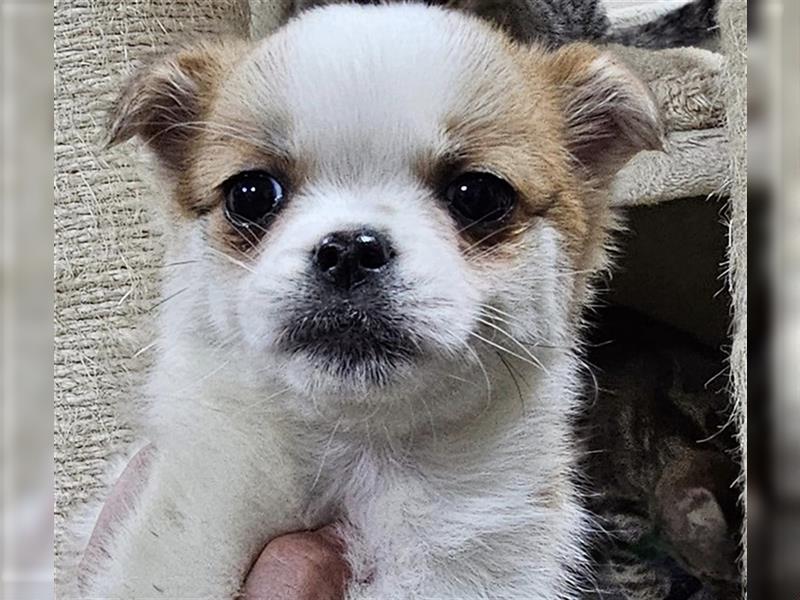 Tessa,Chihuahua-Spitz-Pekinesen Mix Mädel sucht ihre Familie