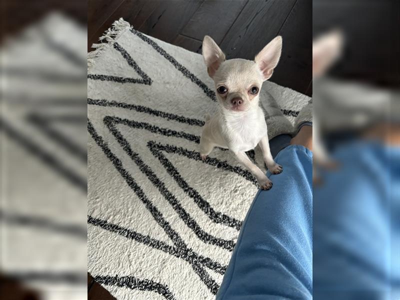 Chihuahua Lisa sucht Zuhause