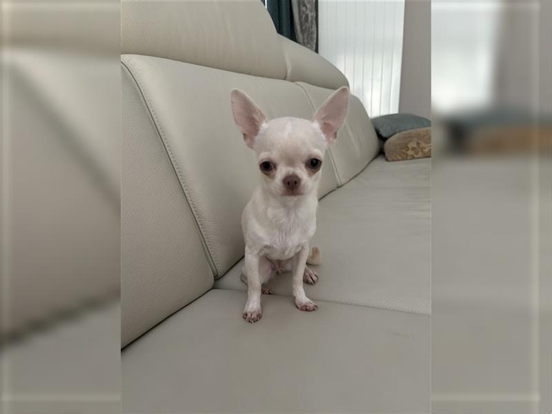 Chihuahua Lisa sucht Zuhause