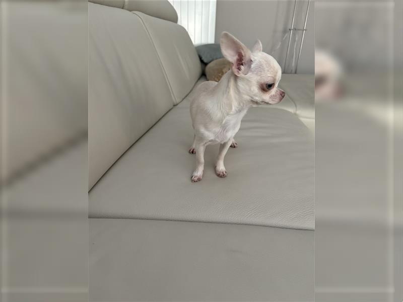 Chihuahua Lisa sucht Zuhause