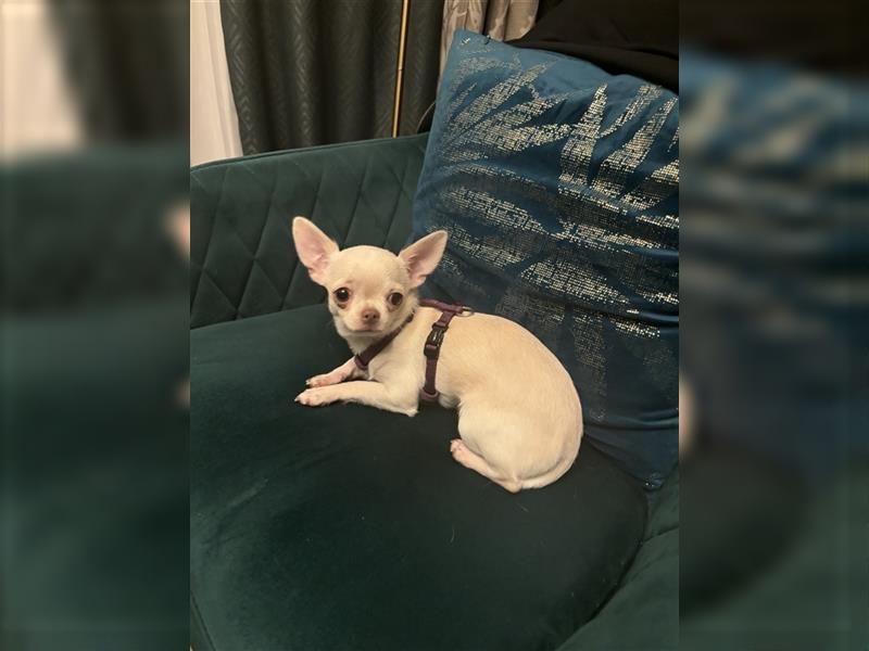 Chihuahua Lisa sucht Zuhause