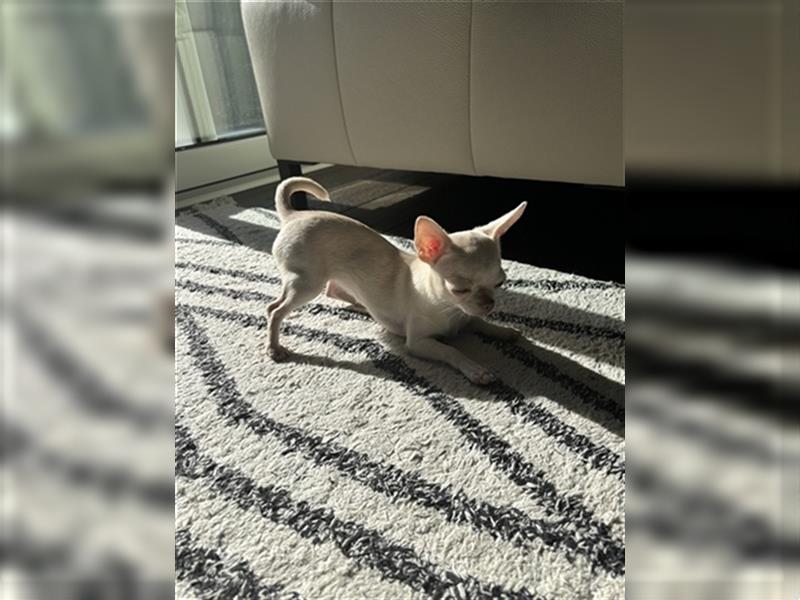 Chihuahua Lisa sucht Zuhause