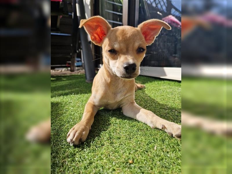 Chihuahua Welpe zu verkaufen