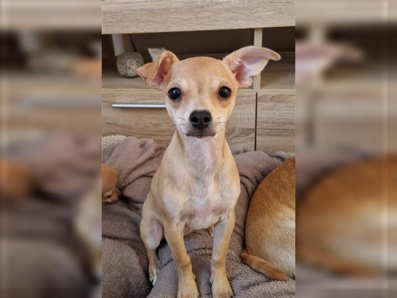 Chihuahua Welpe zu verkaufen