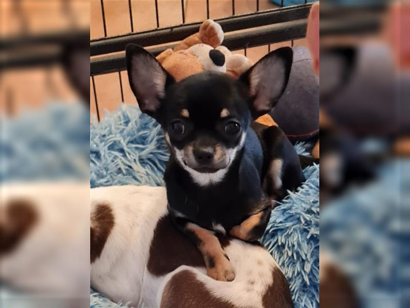 Reinrassige Chihuahuahündin mit Ahnentafel, vollständig geimpft, abgabebereit