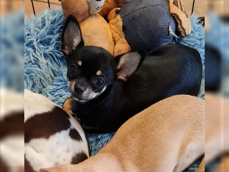 Reinrassige Chihuahuahündin mit Ahnentafel, vollständig geimpft, abgabebereit