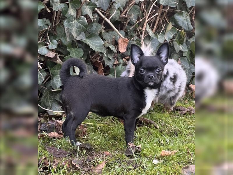 Chihuahua mit top Ahnentafel