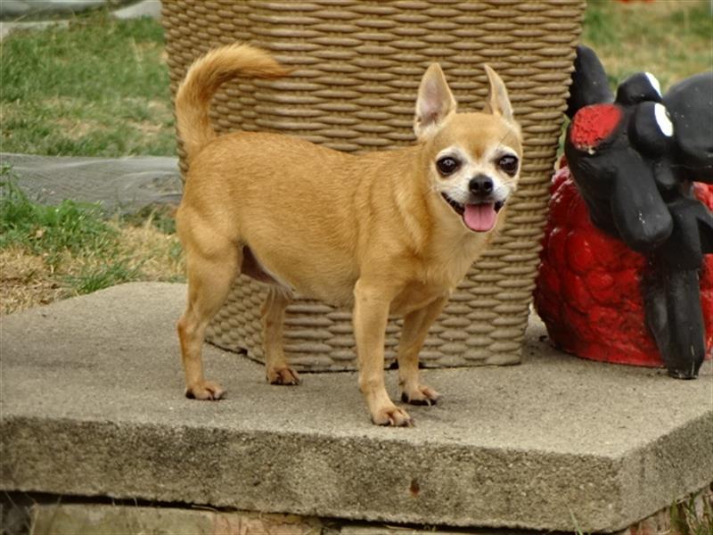 Chihuahua Hündin sucht ruhiges zuhause