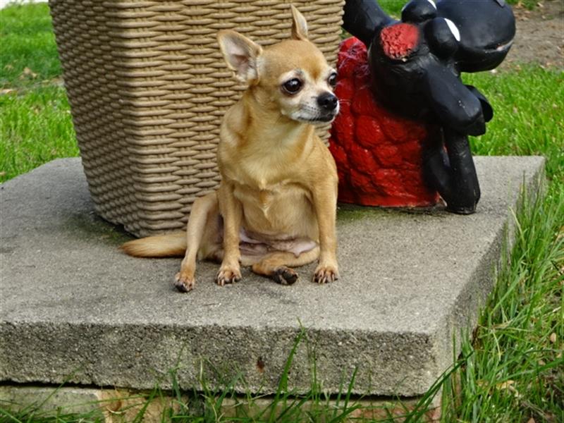 Chihuahua Hündin sucht ruhiges zuhause